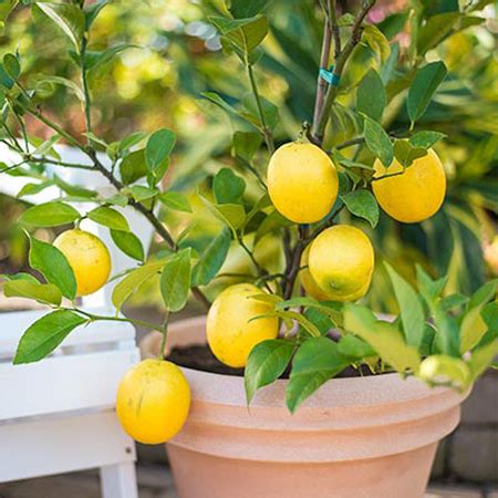 water for lemon trees